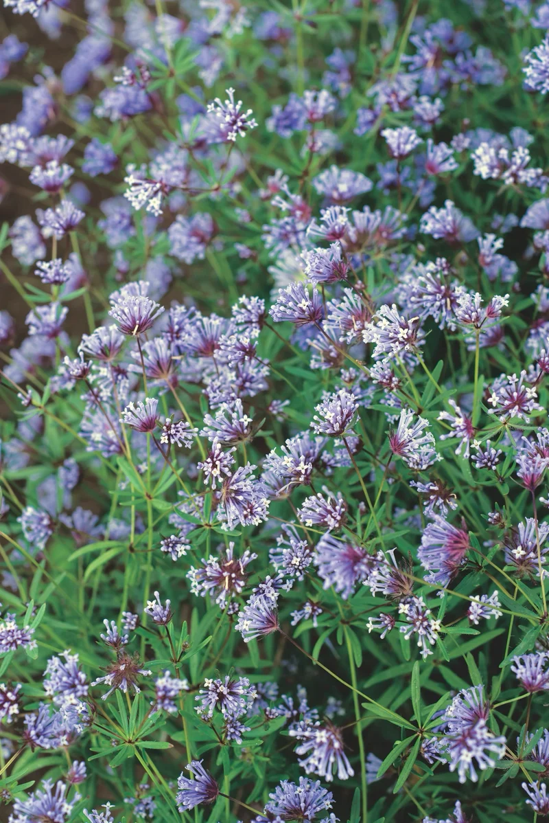 Bio-Blauer Waldmeister