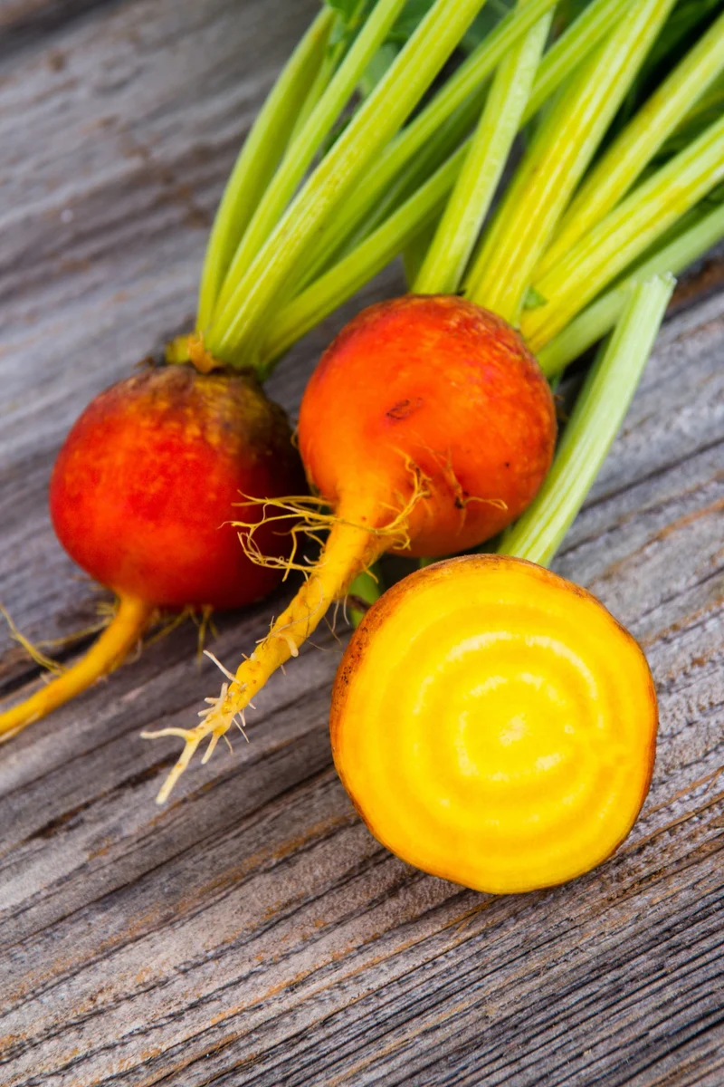 Bio-Gelbe Beete 'Golden'