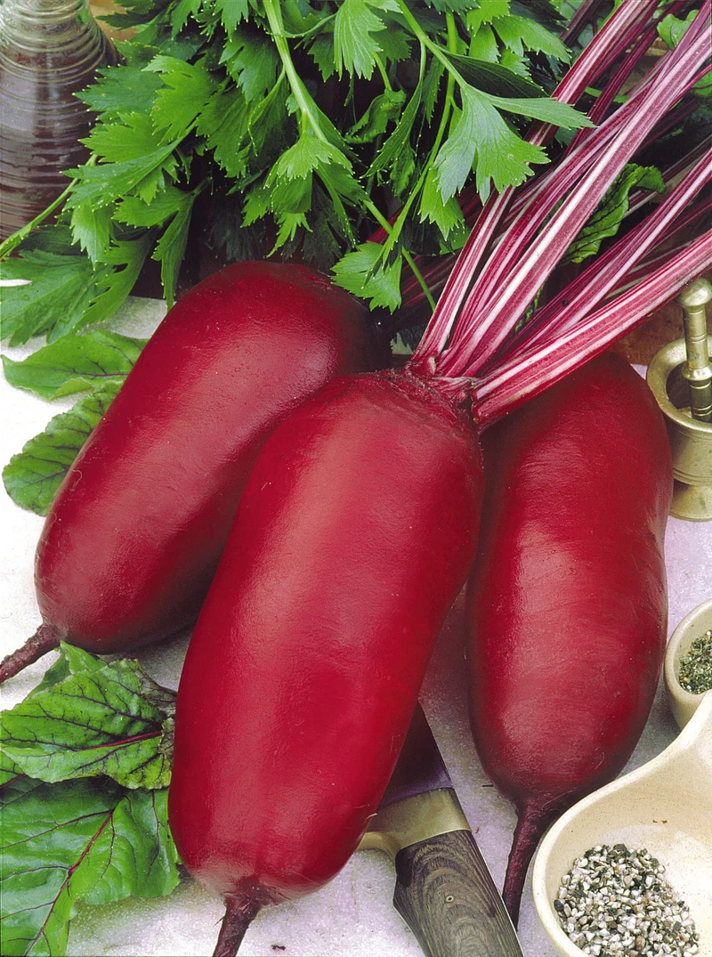 Bio-Rote Beete 'Cylindra' Lang