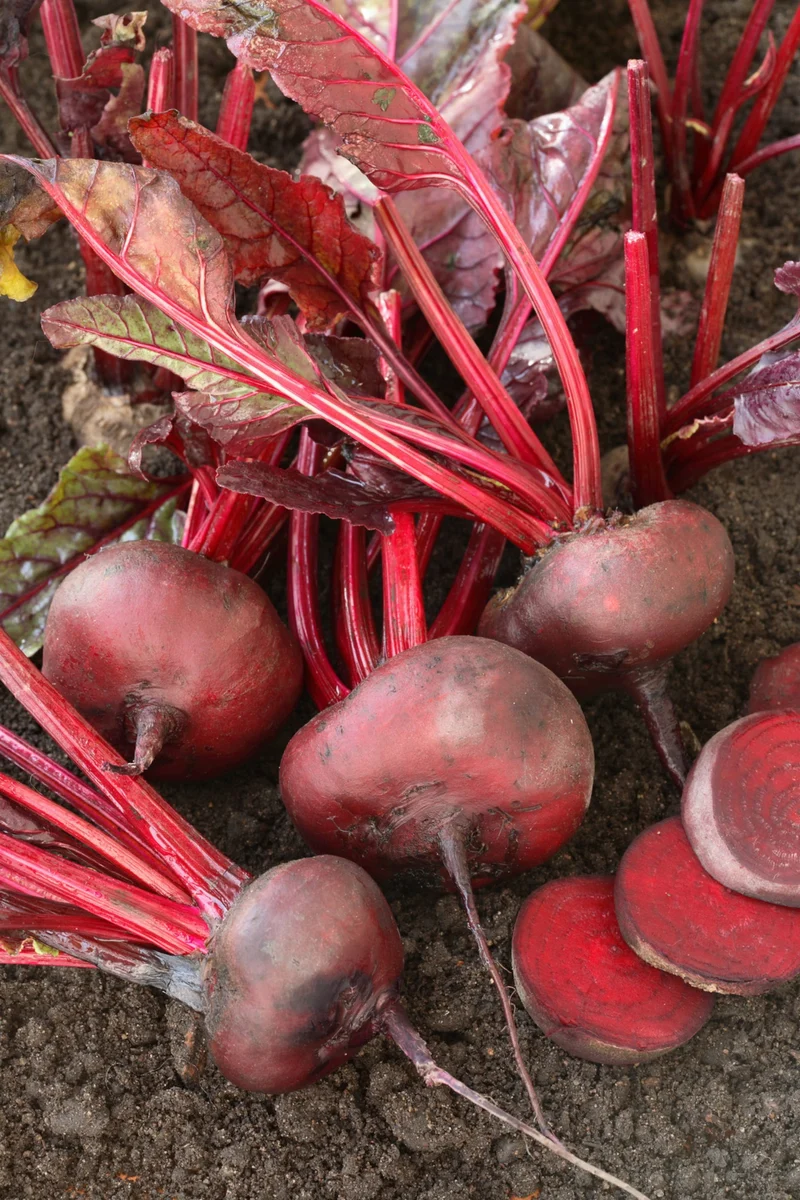 Bio-Rote Beete 'D'Egypte'