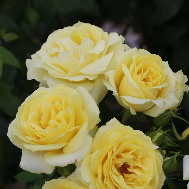 Edelrose 'Limona'® Hellgelb