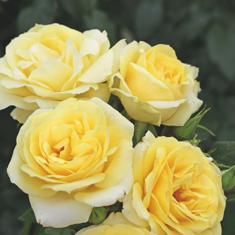 Edelrose 'Limona'® Hellgelb