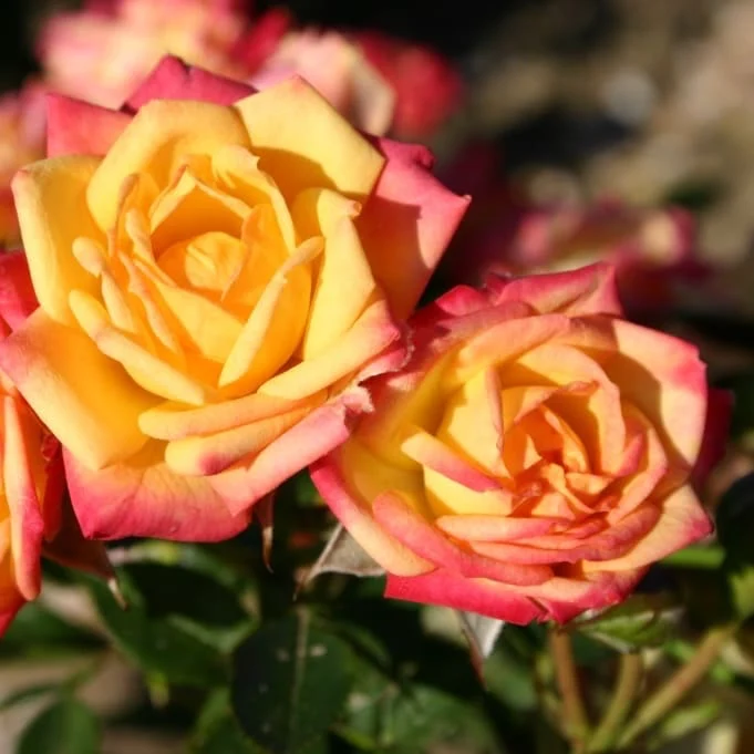 Zwergrose 'Little Sunset' Gelb-Rot