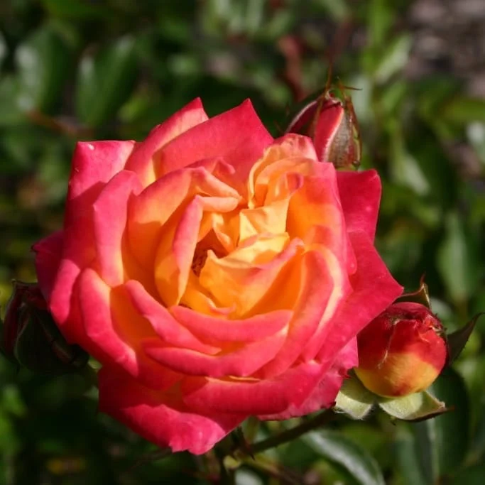 Zwergrose 'Little Sunset' Gelb-Rot