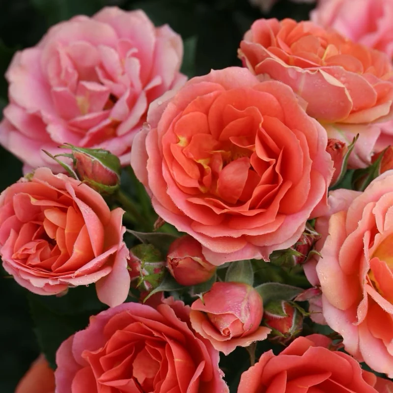 Zwergrose 'Mandarin® 2016' Apricot-Lachsorange
