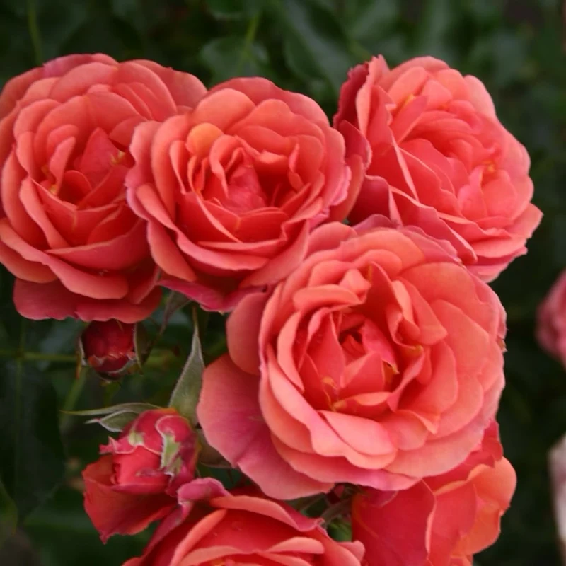 Zwergrose 'Mandarin® 2016' Apricot-Lachsorange