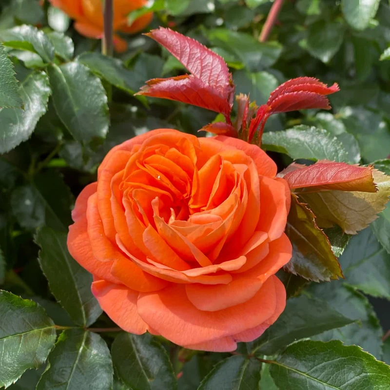 Beetrose 'Mango'® Orange-Gelb