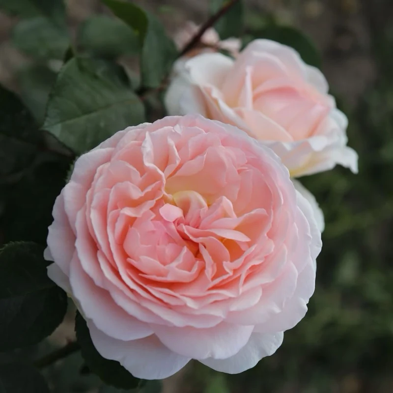 Beetrose 'Märchenzauber'® Cremerosa-Apricot