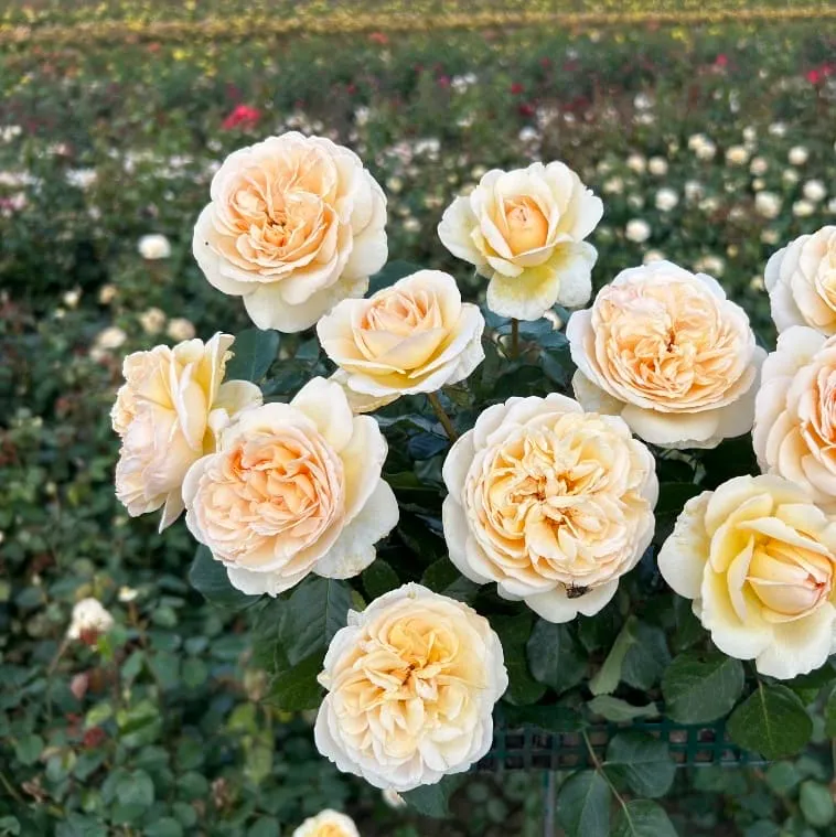 Edelrose 'Marzipan'® Pastellapricot