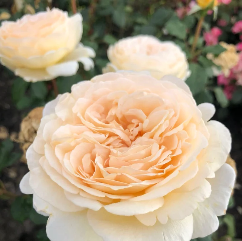 Edelrose 'Marzipan'® Pastellapricot