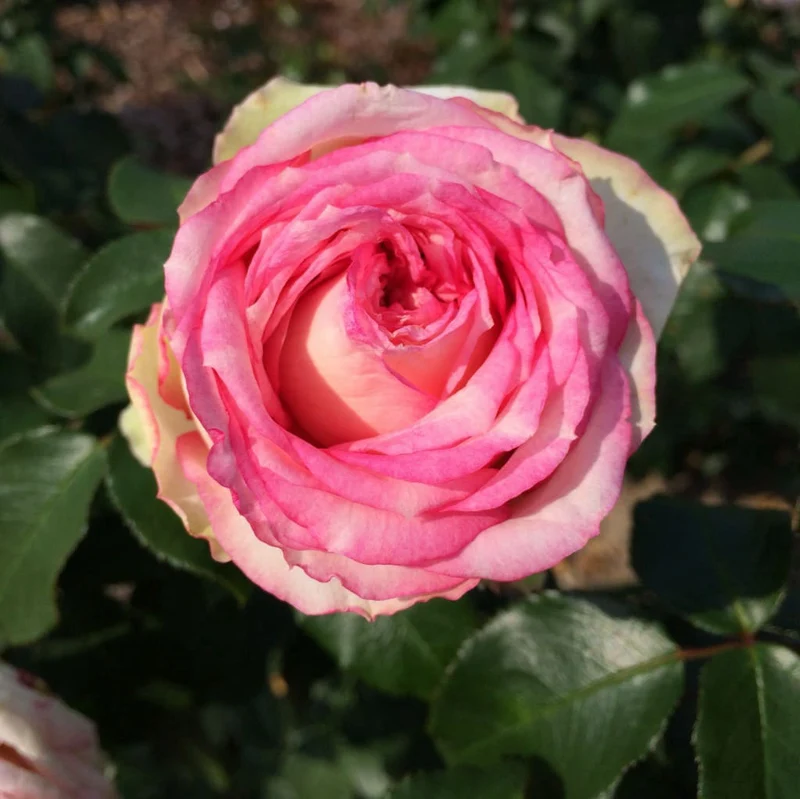 Edelrose 'Meine Rose' Rosa