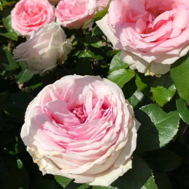 Edelrose 'Meine Rose' Rosa