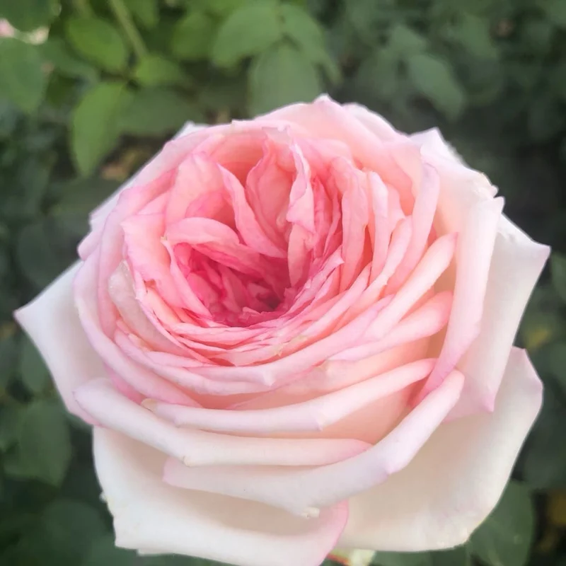 Edelrose 'Meine Rose' Rosa