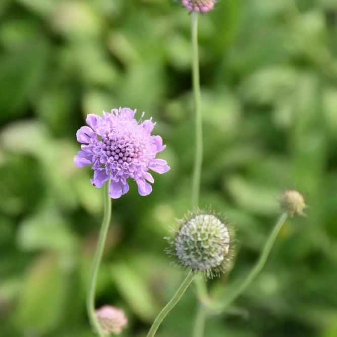 Tauben-Scabiose Purpur