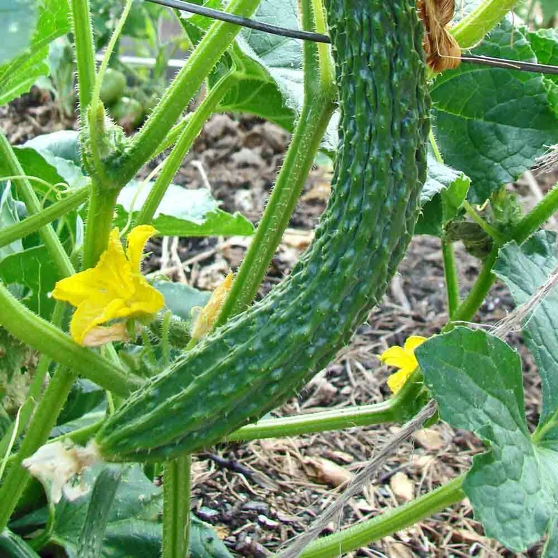 Suyo Long Cucumber Seeds – Heirloom, Burpless & Crisp - High-Yield & Easy to Grow