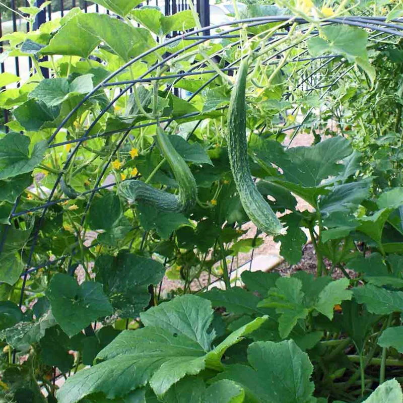 Suyo Long Cucumber Seeds – Heirloom, Burpless & Crisp - High-Yield & Easy to Grow