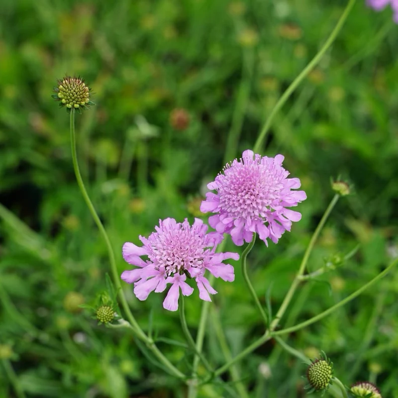 Skabiose 'Pink Mist' Violett