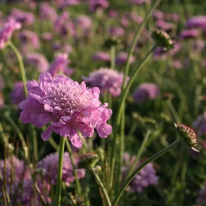Skabiose 'Pink Mist' Violett