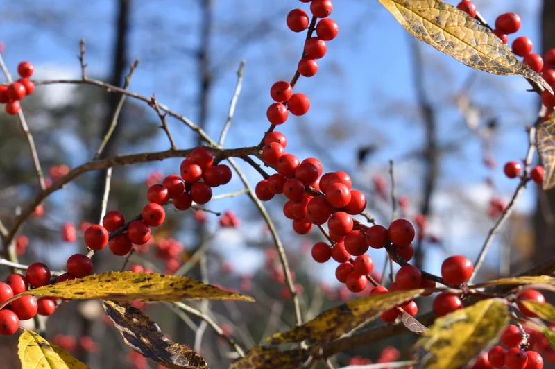 Carolina Holly Seeds – Ilex ambigua Native Deciduous Holly with Bright Red Berries