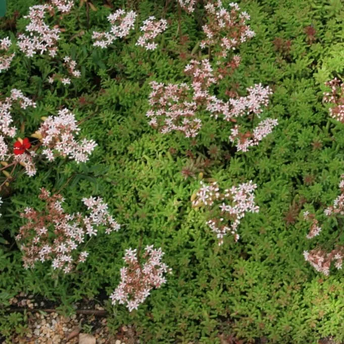 Rotmoos-Mauerpfeffer 'Coral Carpet' Weiß