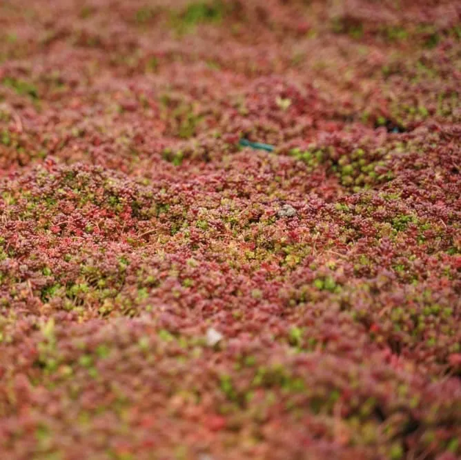 Rotmoos-Mauerpfeffer 'Coral Carpet' Weiß