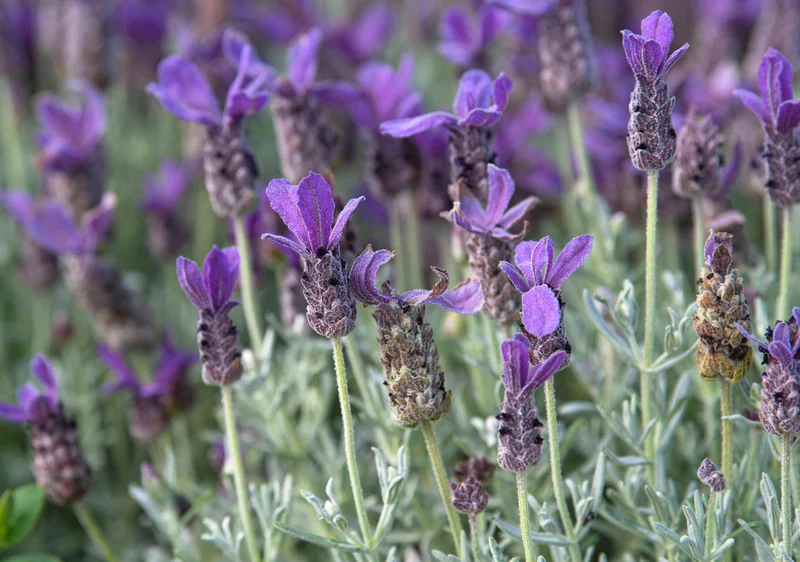Spanish Lavender Seeds – Compact Variety with Vibrant Purple Blooms