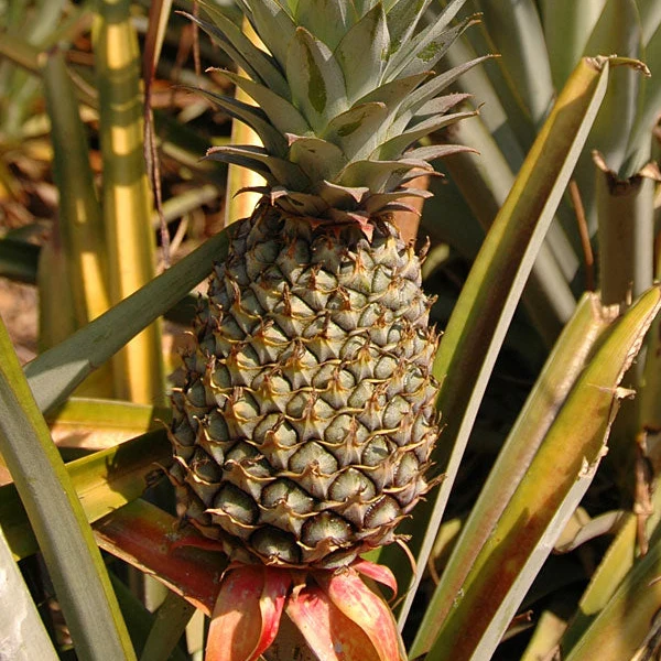 Smooth Cayenne Pineapple Seeds for Planting – Grow Sweet & Juicy Tropical Pineapple