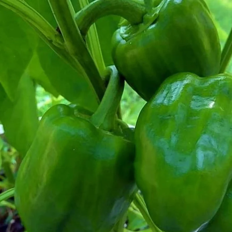 Emerald Giant Bell Pepper Seeds – Heirloom, Sweet & High-Yielding