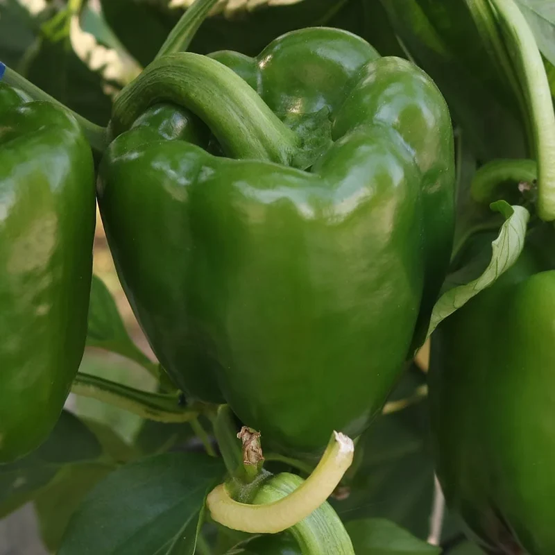 Emerald Giant Bell Pepper Seeds – Heirloom, Sweet & High-Yielding