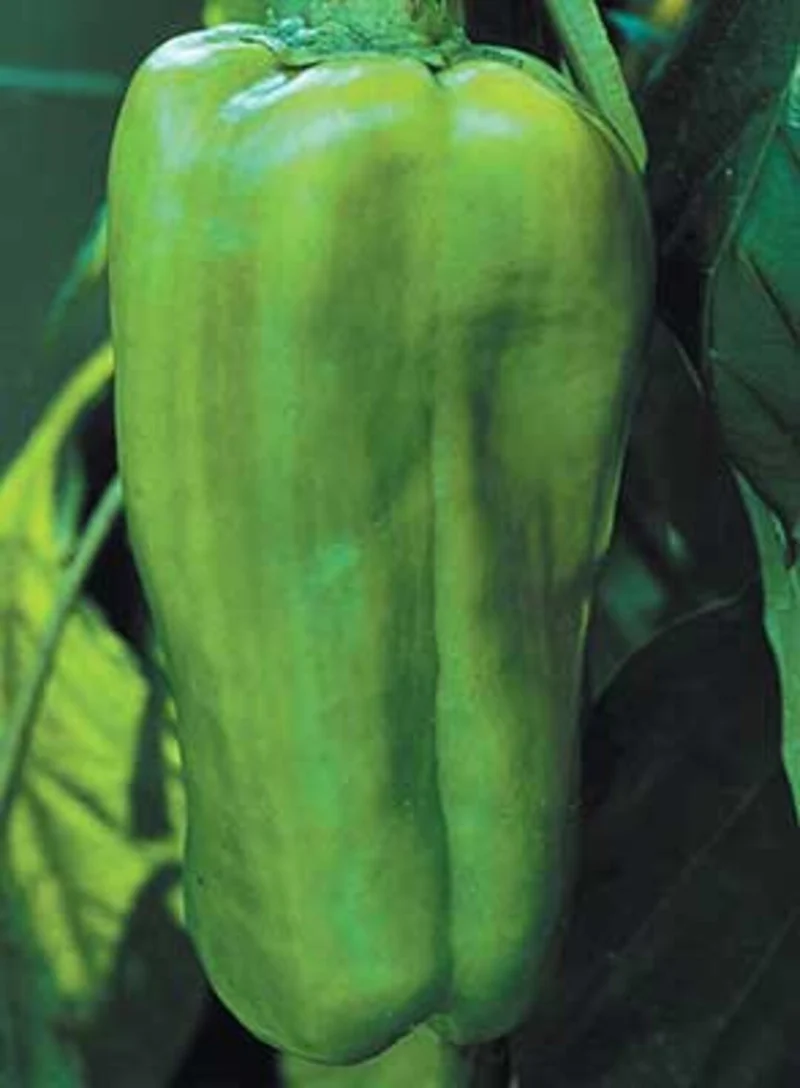 Big Bertha Bell Pepper Seeds – Extra-Large, Sweet & Crisp Peppers