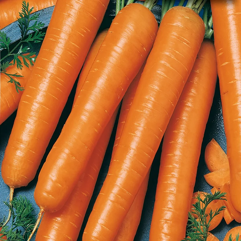 Flakkee Carrot Seeds – High Yield, Sweet & Tender Heirloom Variety for Your Garden
