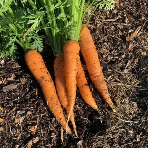 Autumn King Carrot Seeds – Heirloom, Sweet & Hardy Variety