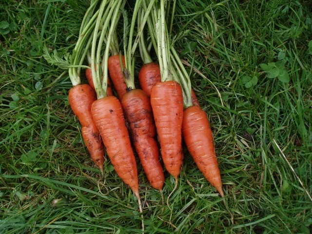 Autumn King Carrot Seeds – Heirloom, Sweet & Hardy Variety