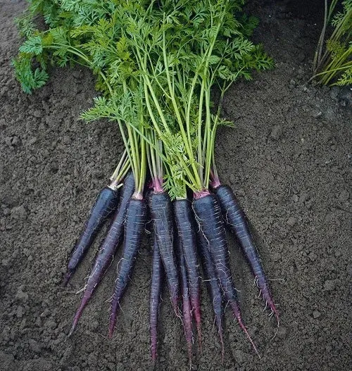 Pusa Asita Black Carrot Seeds – Rare Heirloom Variety for Deep Purple-Black Carrots