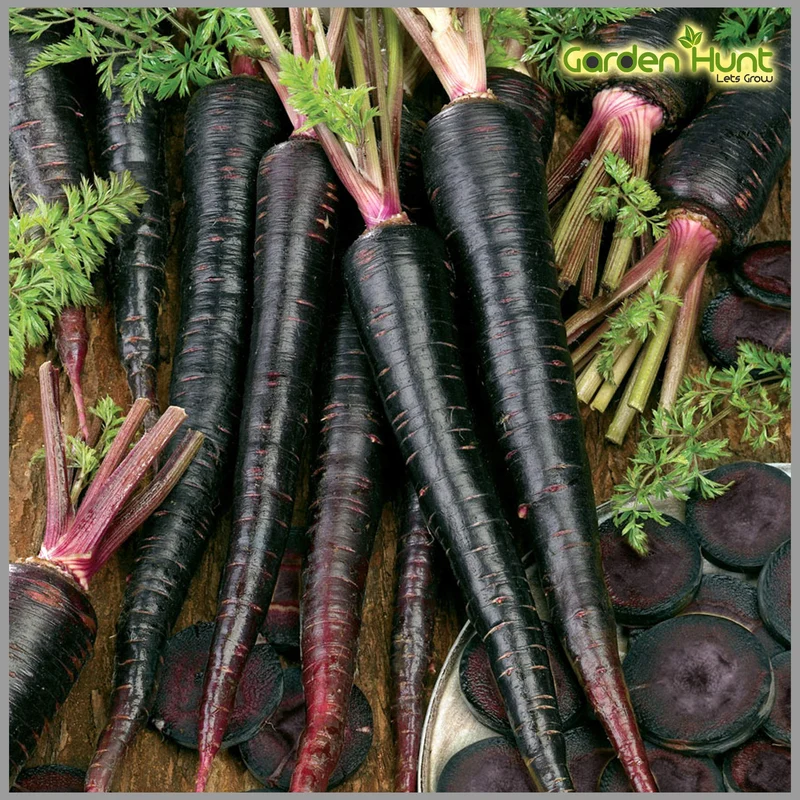 Black Nebula Carrot Seeds – Rare Heirloom Variety for Deep Purple, Nutrient-Rich Harvest