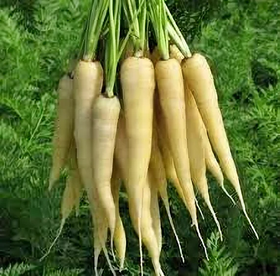 Lunar White Carrot Seeds – Heirloom, Sweet & Crisp