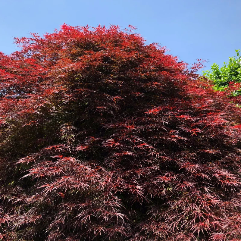 Japanischer Ahorn (Acer palmatum Royal Garnet)