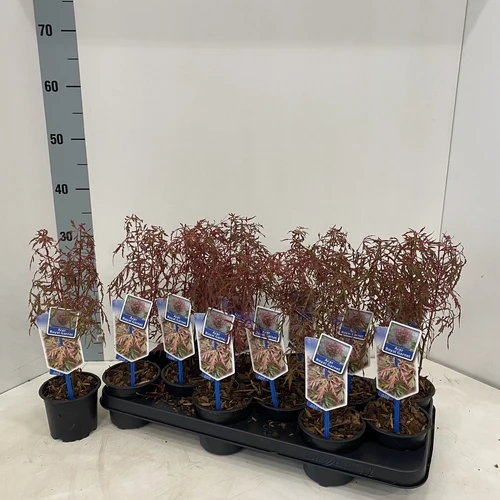 Japanischer Ahorn (Acer palmatum Royal Garnet)