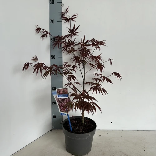 Japanischer Ahorn (Acer palmatum 'Trompenburg')