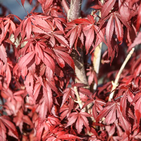 Japanischer Ahorn (Acer palmatum 'Skeeters Broom')