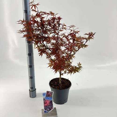 Japanischer Ahorn (Acer palmatum 'Skeeters Broom')