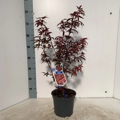 Japanischer Ahorn (Acer palmatum 'Shaina')