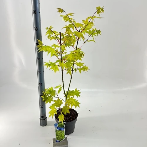 Japanischer Ahorn (Acer palmatum 'Summer Gold')
