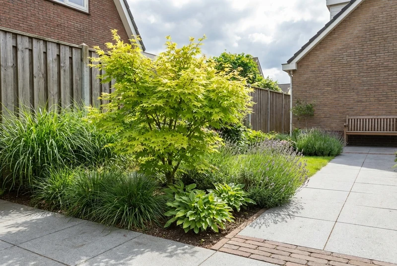 Japanischer Ahorn (Acer palmatum 'Summer Gold')