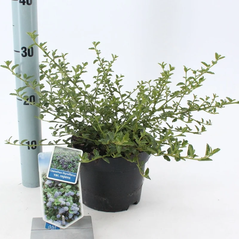 Amerikanischer Flieder (Ceanothus thyr. 'Repens')