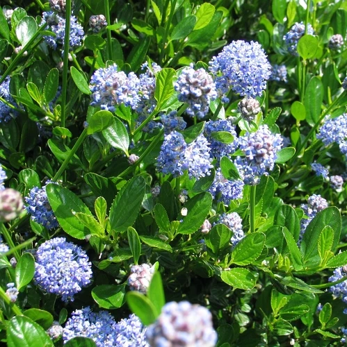 Amerikanischer Flieder (Ceanothus impressus 'Victoria')
