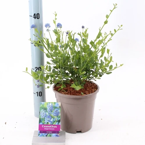 Amerikanischer Flieder (Ceanothus impressus 'Victoria')