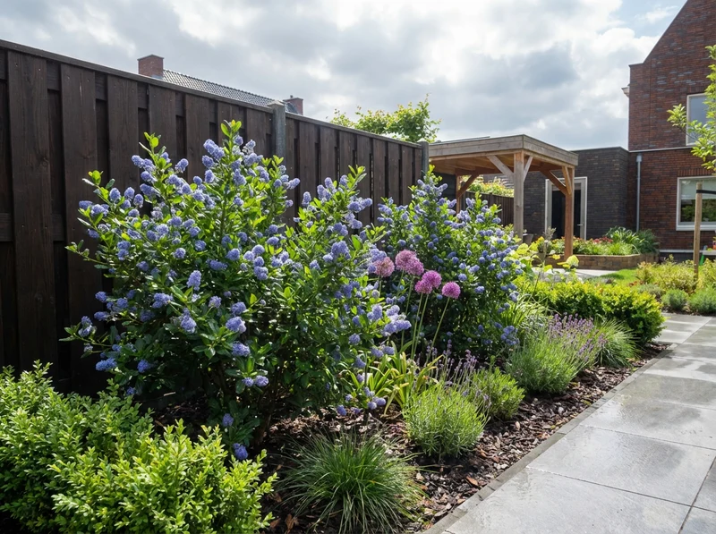 Amerikanischer Flieder (Ceanothus impressus 'Victoria')