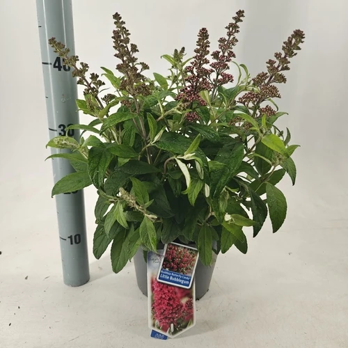 Schmetterlingsstrauch (Buddleja davidii Butterfly Candy® Little Bubbelgum)
