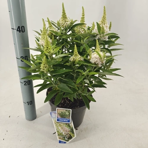 Schmetterlingsstrauch (Buddleja davidii Butterfly Candy® Little White)